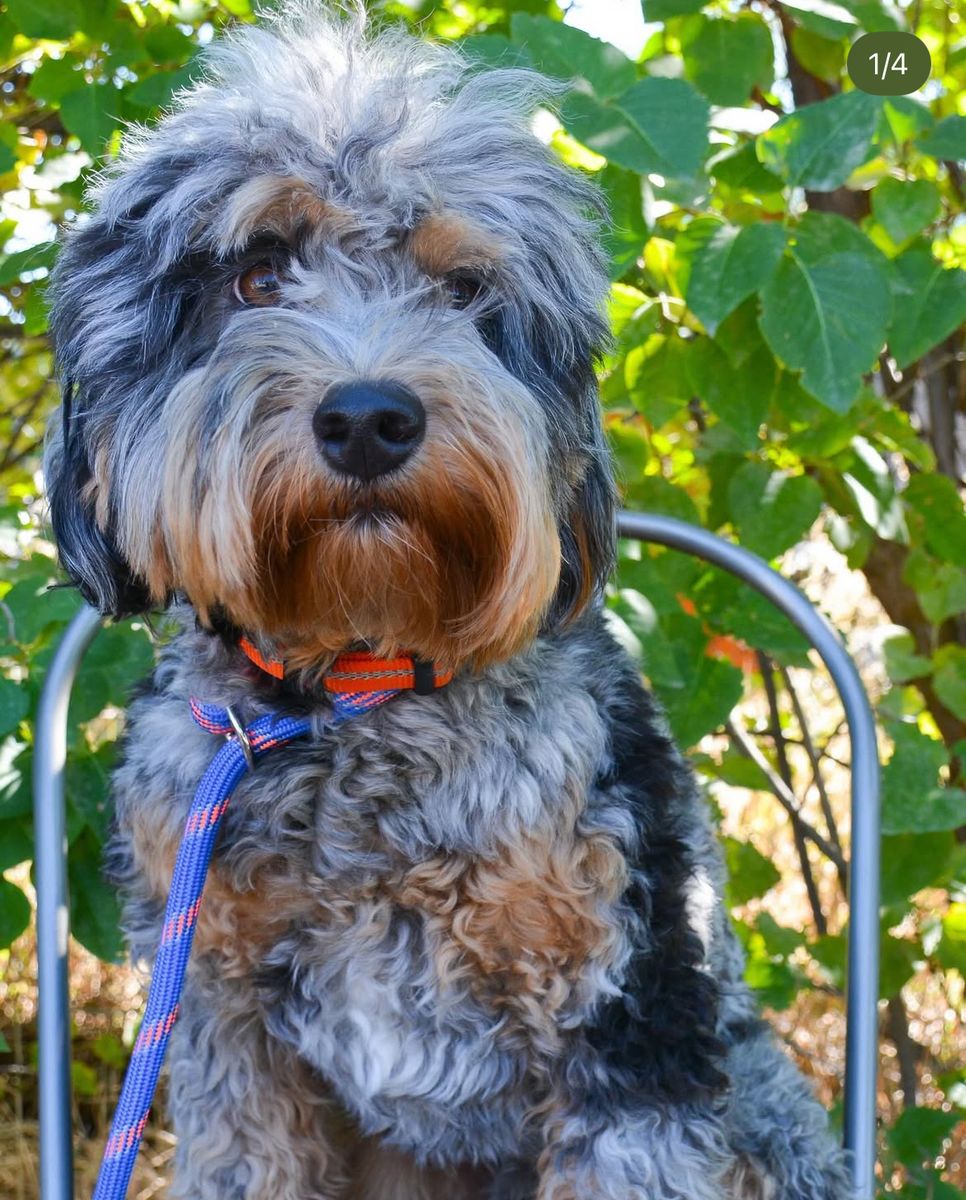 22 lbs Tri Merle Bernedoodle Stud- He's a therapy dog!