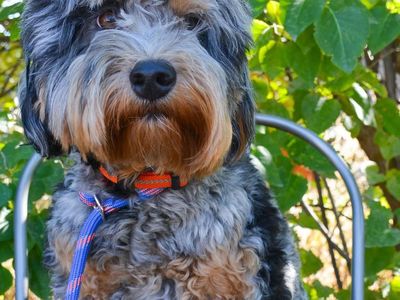 22 lbs Tri Merle Bernedoodle Stud- He's a therapy dog!