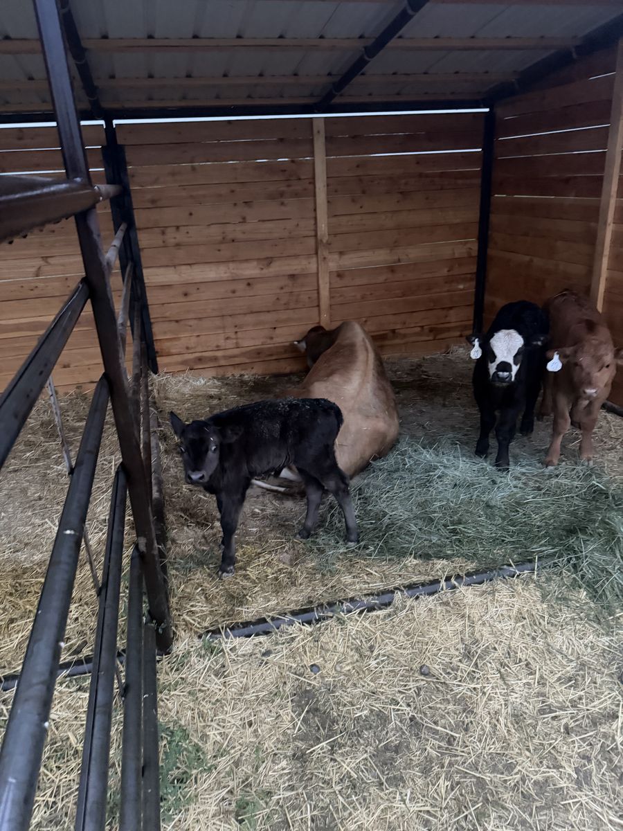 Week old banded bull calf