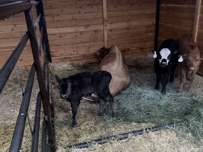 Week old banded bull calf