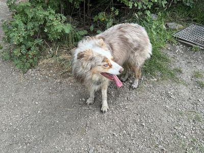 Australian Shepherd