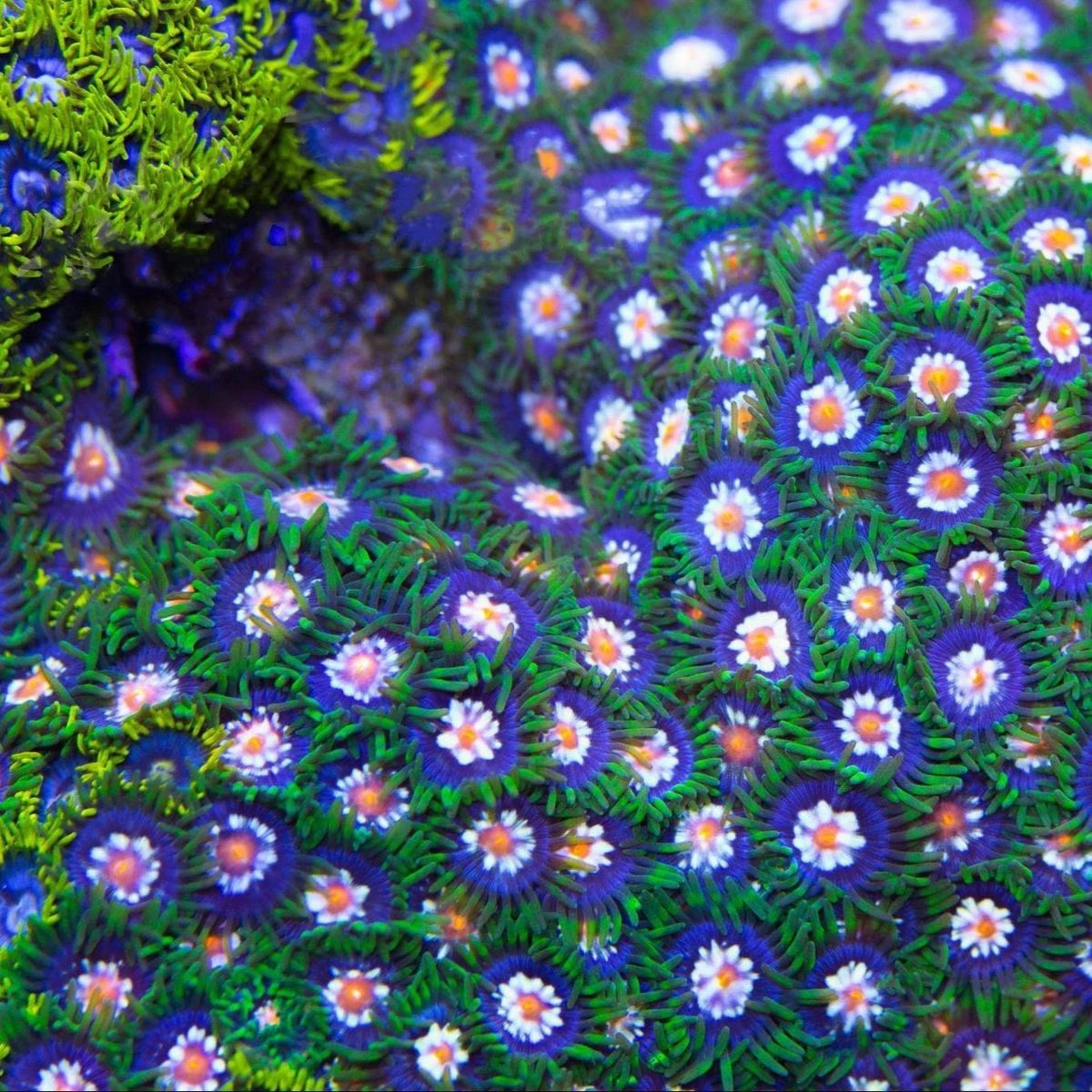 Daisy cutter zoa