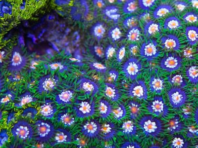 Daisy cutter zoa