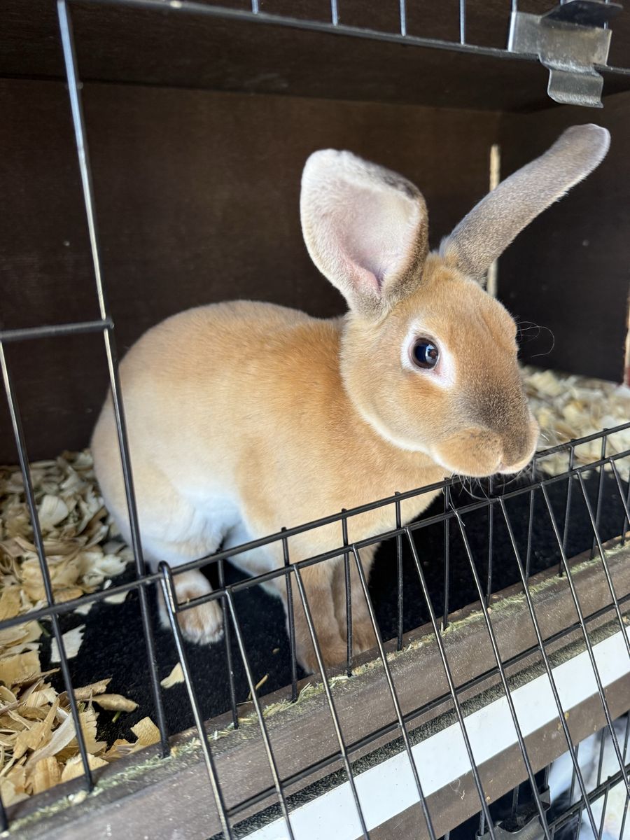 Mini Rex doe