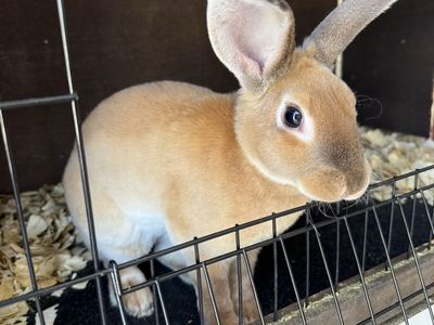 Mini Rex doe