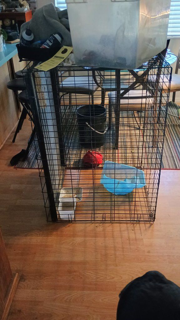 xl collapsible dog crate