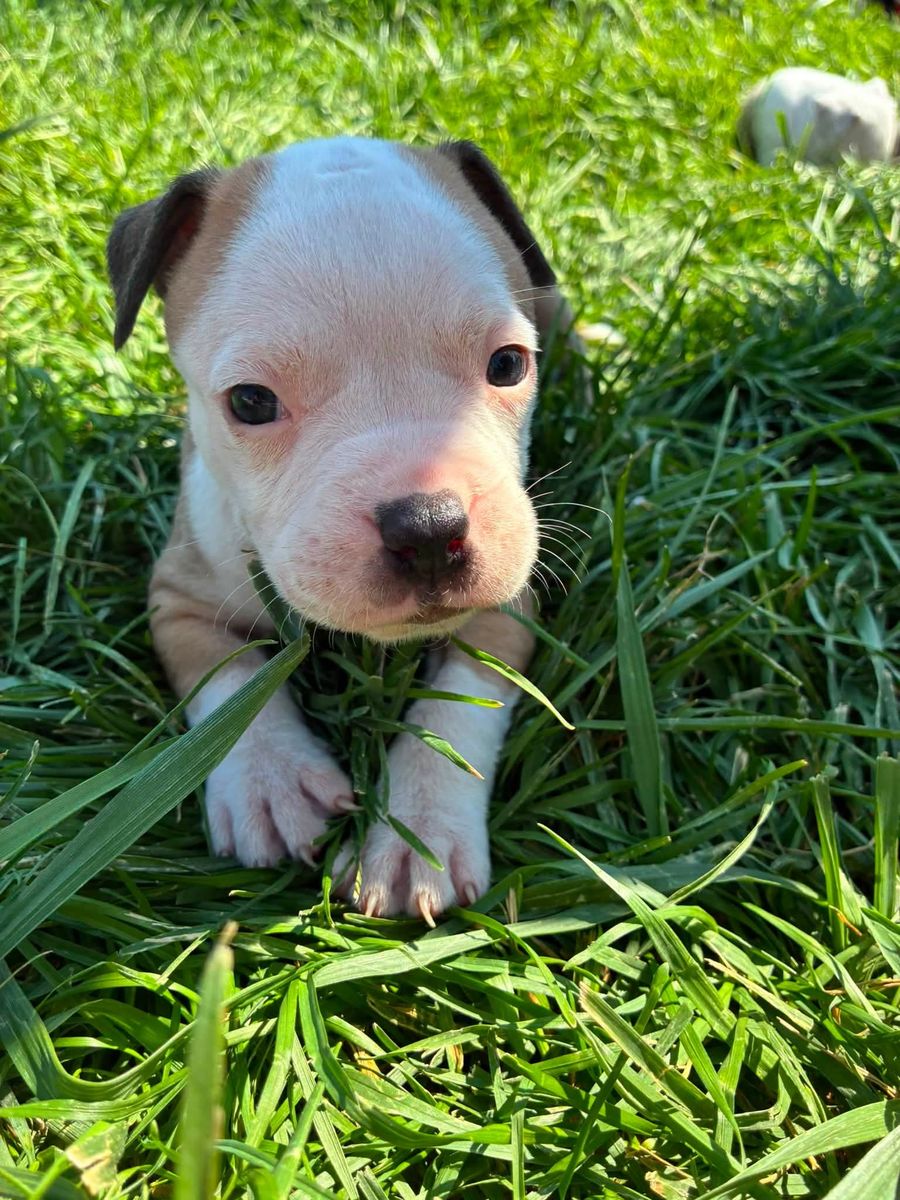 Bulldog puppies