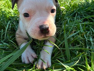 Bulldog puppies