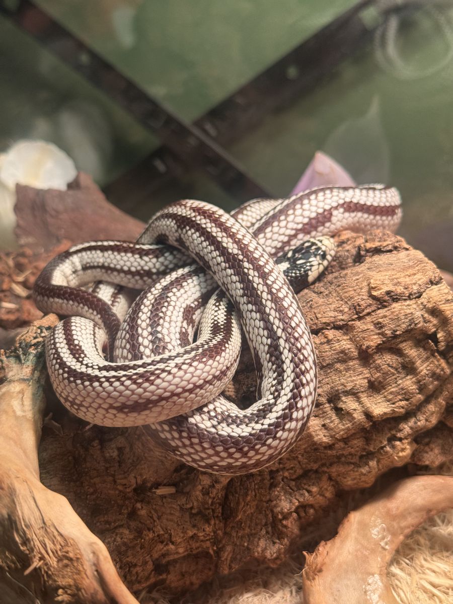 Califonia king snake Rehoming with enclosure
