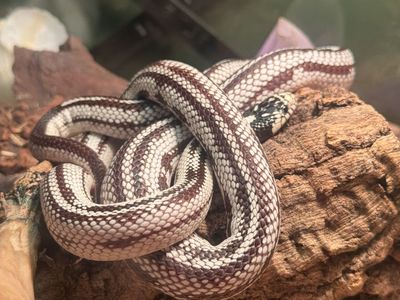 Califonia king snake Rehoming with enclosure