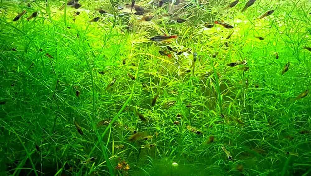 GUPPY GRASS! $5