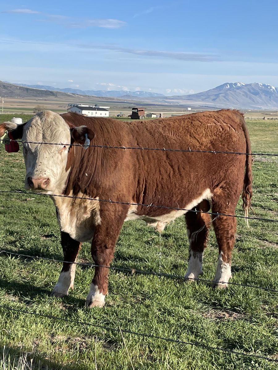 Registered Hereford Bulls