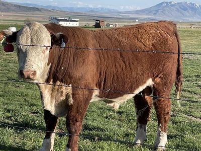Registered Hereford Bulls