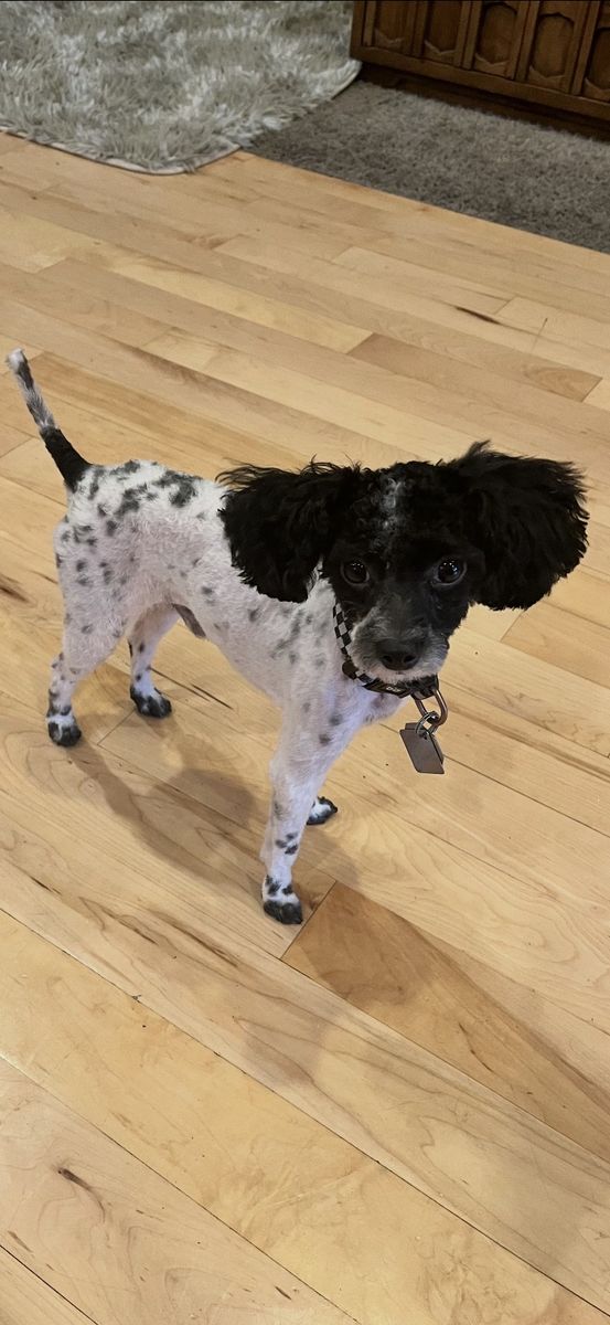 AKC Toy Poodle Stud Services - Pick of litter or $450