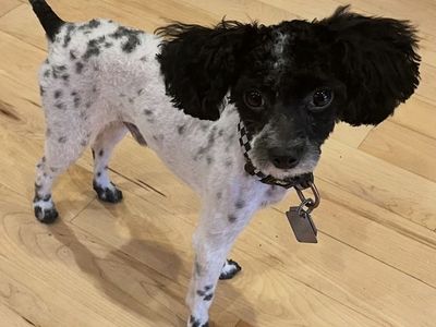 AKC Toy Poodle Stud Services - Pick of litter or $450