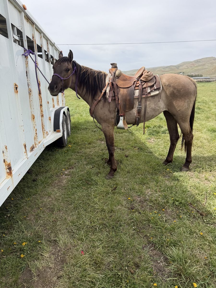 3 year old grulla filly