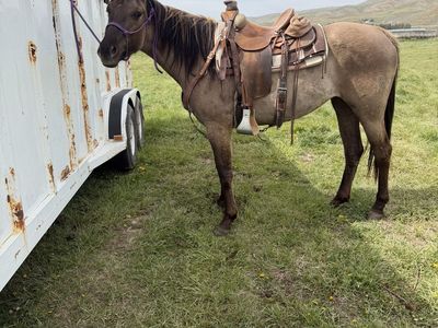 3 year old grulla filly