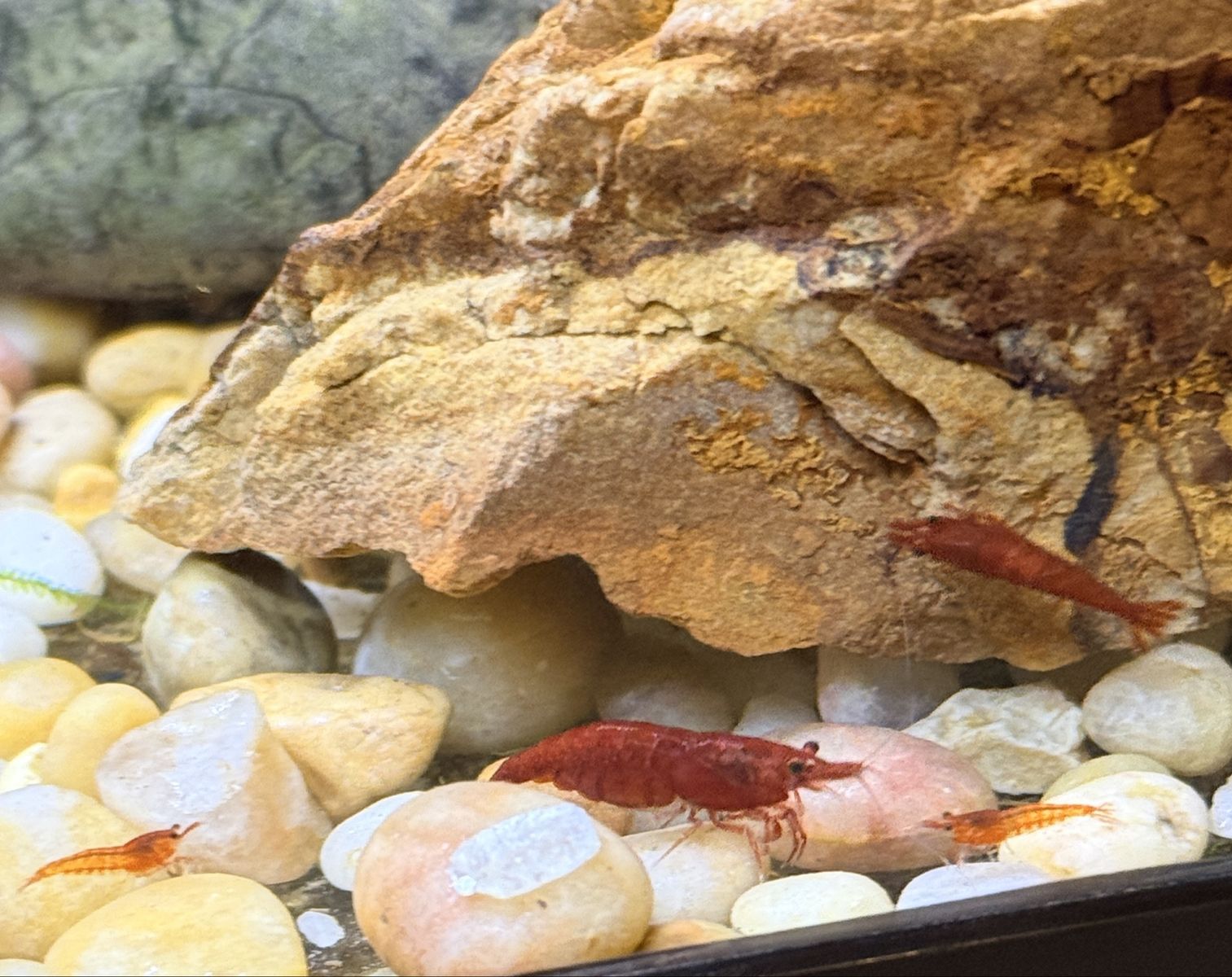 Cherry Shrimp Juveniles for Sale