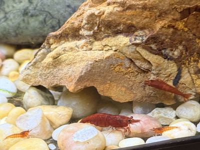 Cherry Shrimp Juveniles for Sale