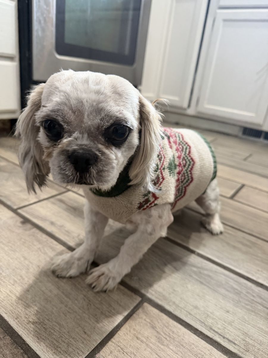 Shih Tzu