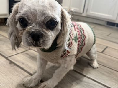 Shih Tzu