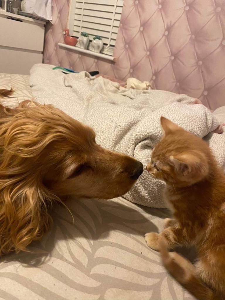 Orange Tabby Kittens