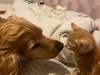 Orange Tabby Kittens