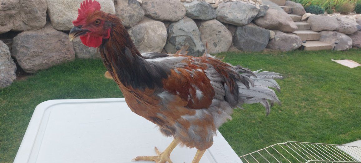 Free Healthy Roosters