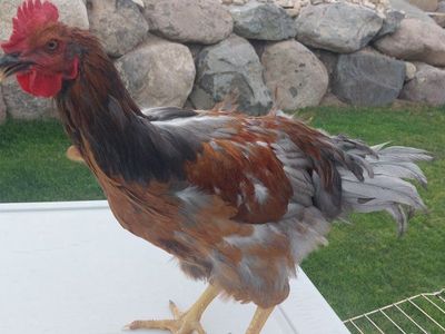 Free Healthy Roosters
