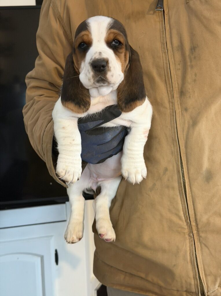Basset Hound Puppies