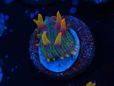Rainbow Diablo Diaseris plate coral