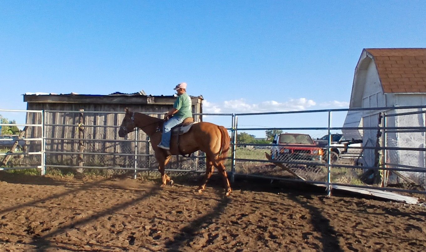 Big  stout red dun gelding 