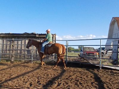 Big stout red dun gelding