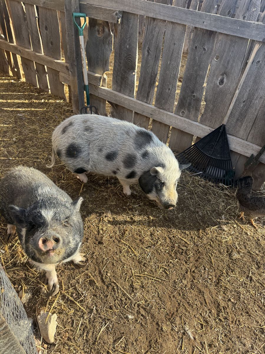 Potbelly Pigs