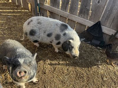 Potbelly Pigs