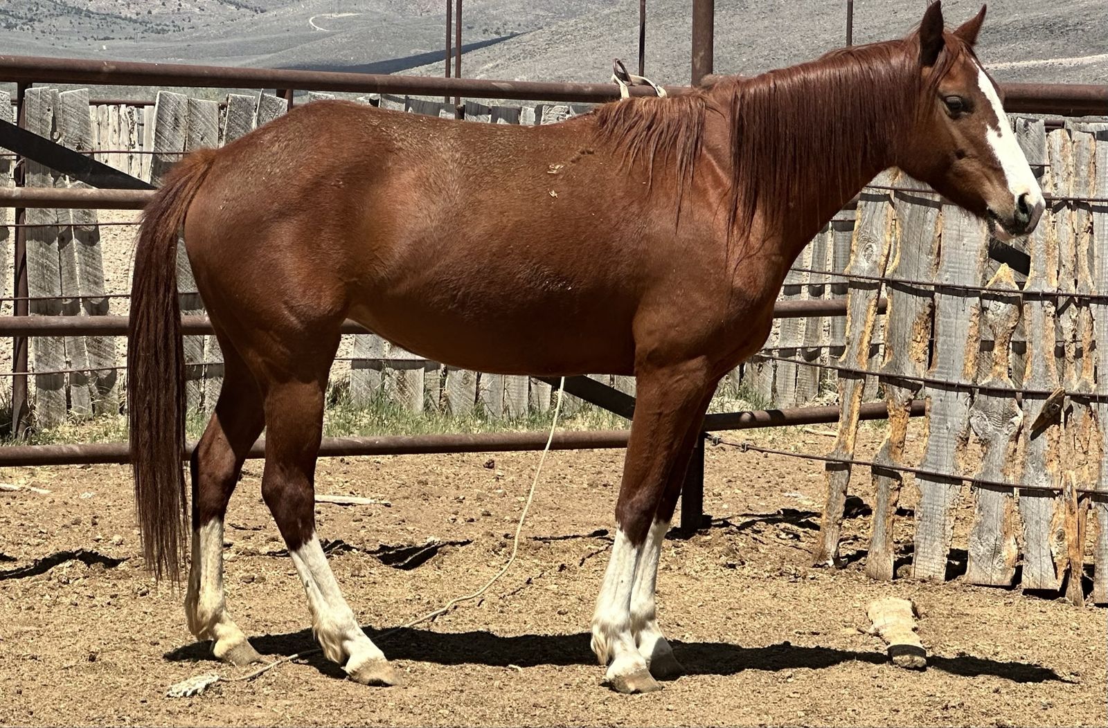 Gentle 2 Yr Old Mare