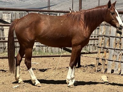 Gentle 2 Yr Old Mare