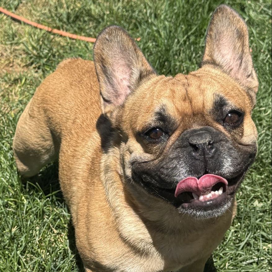 AKC French Bulldog Male – Bear (INTACT) Fluffy carrier 