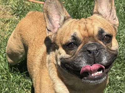 AKC French Bulldog Male β Bear (INTACT) Fluffy carrier