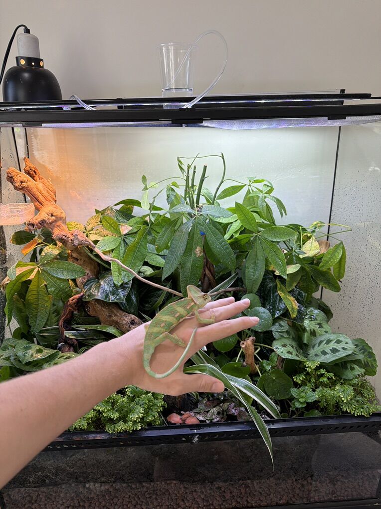 Veiled Chameleon Juvenile