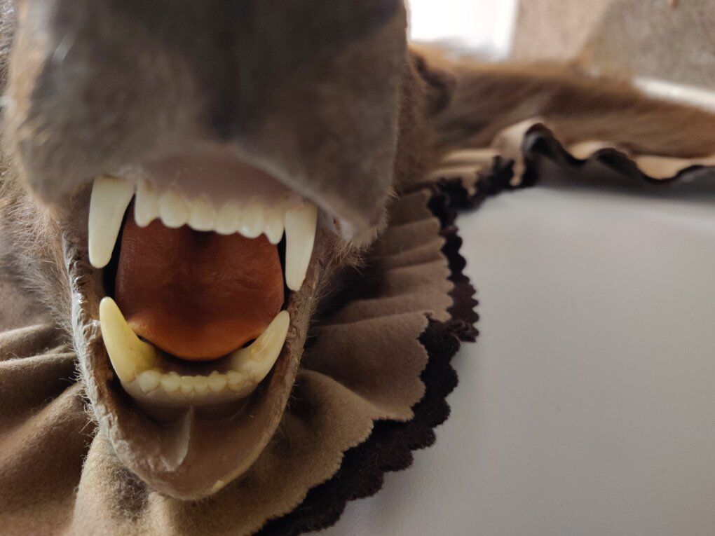 Large Bear Rug / Wall Taxidermy with head, claws