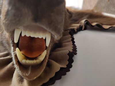 Large Bear Rug / Wall Taxidermy with head, claws