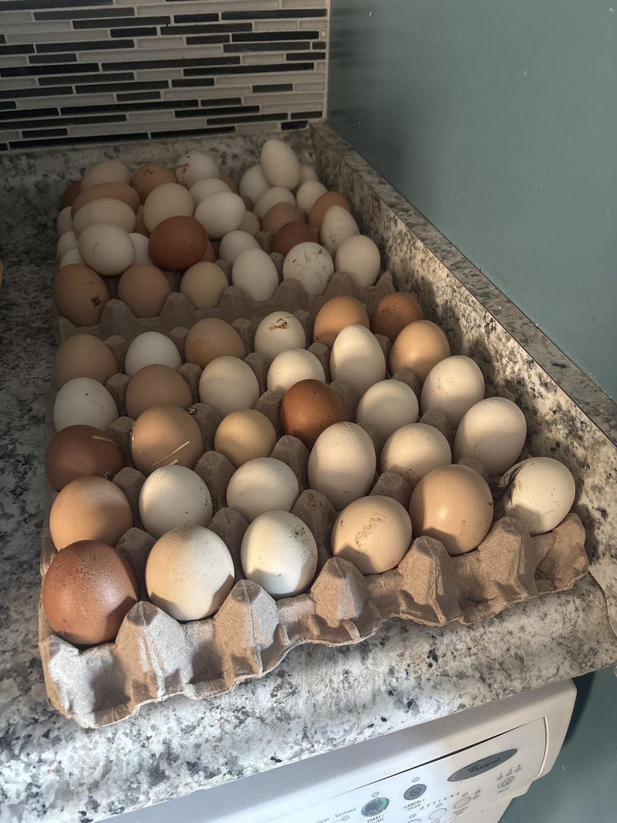 Farm Fresh eggs