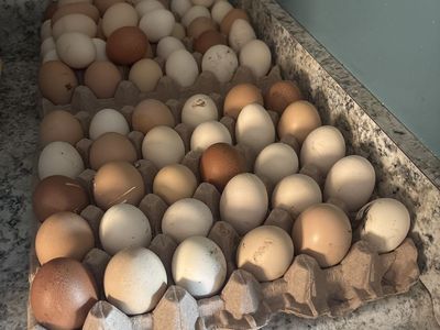 Farm Fresh eggs