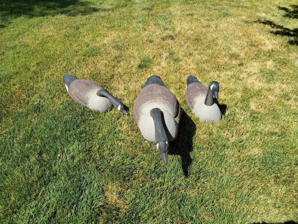 11 goose decoys