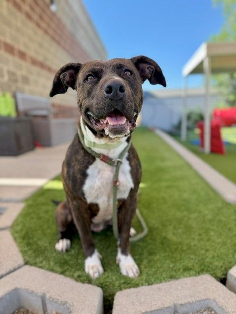 A163061 Bea is Available for Adoption!