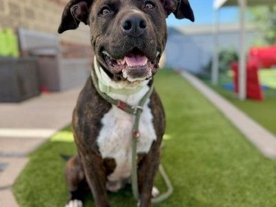 A163061 Bea is Available for Adoption!