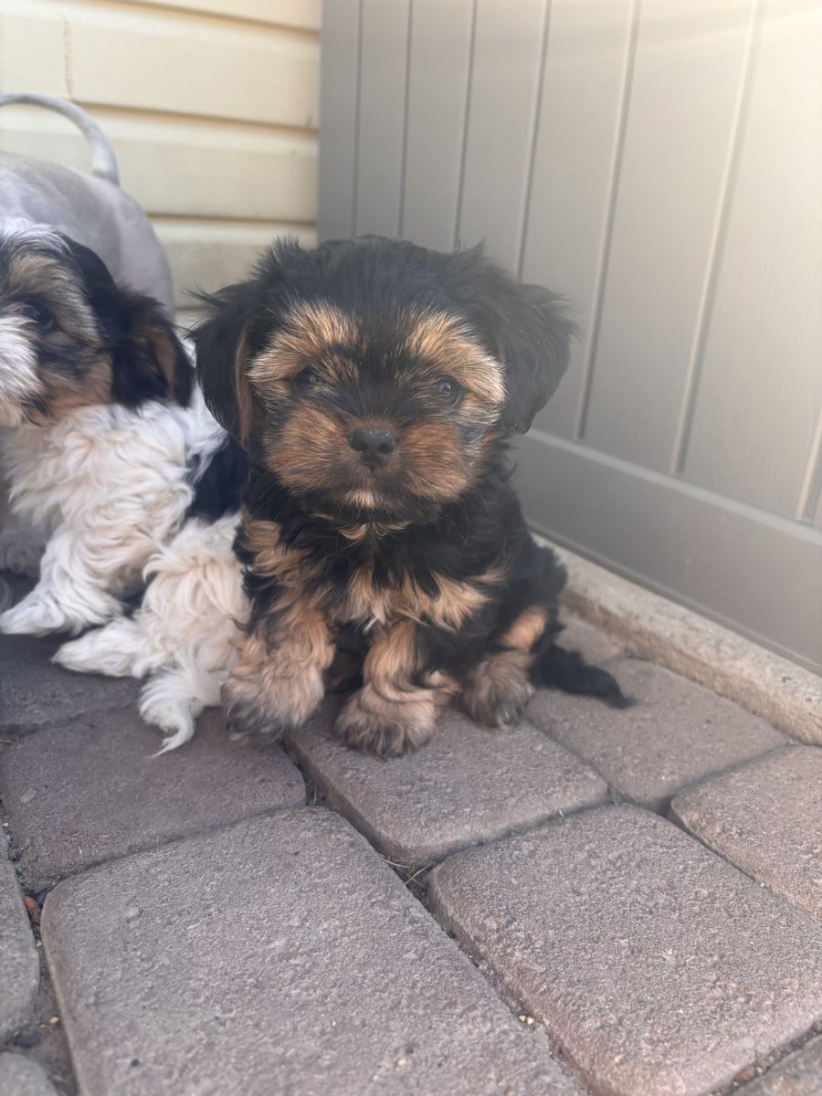 Puppies