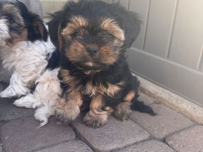 Puppies