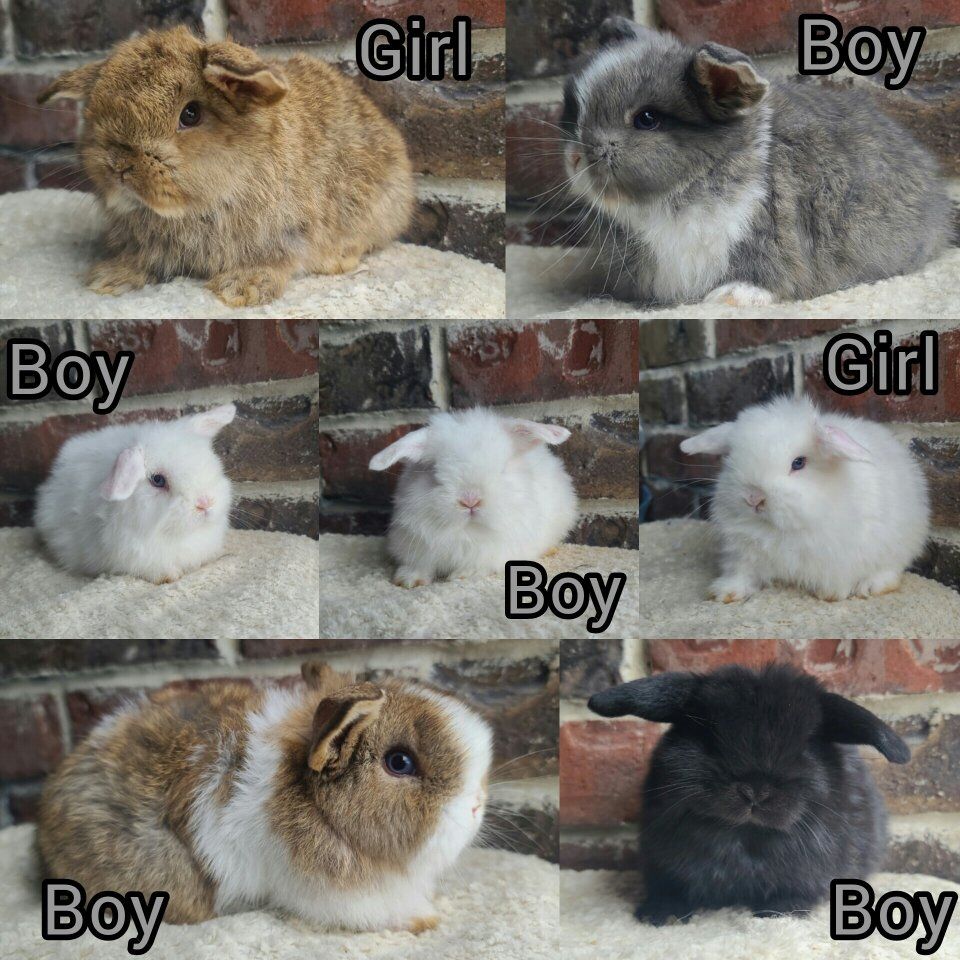 Holland Lop Babies